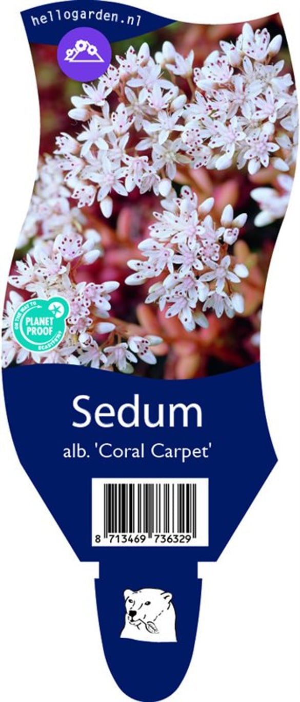 Sedum album 'Coral Carpet' - P11